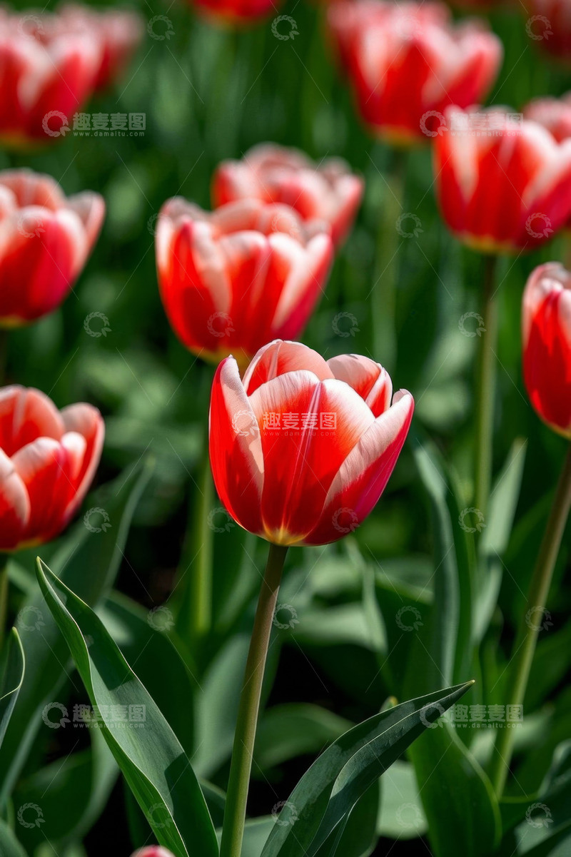 高清大图下载【趣麦麦图】红色郁金香花丛特写