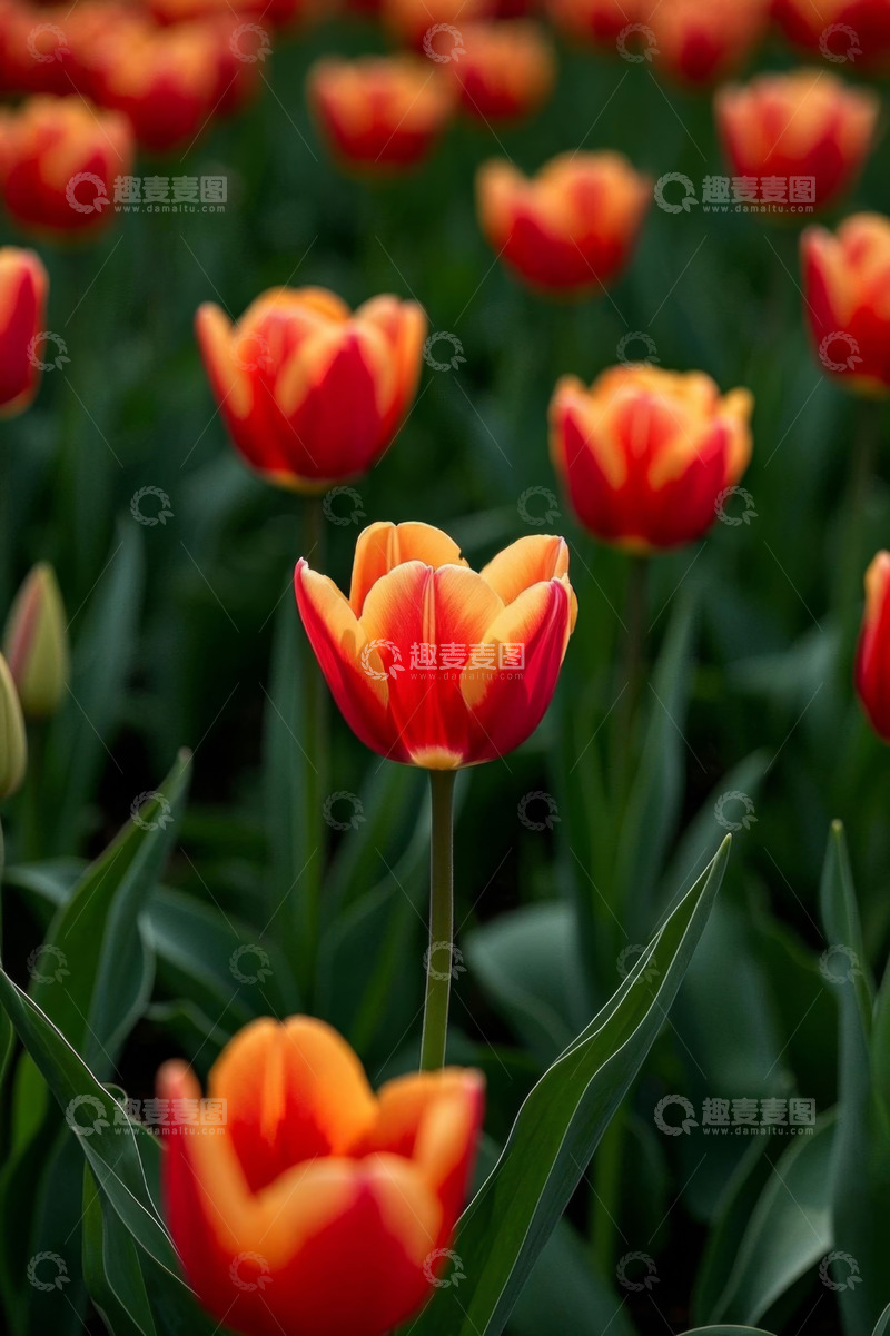 高清大图下载【趣麦麦图】红黄相间郁金香花卉特写