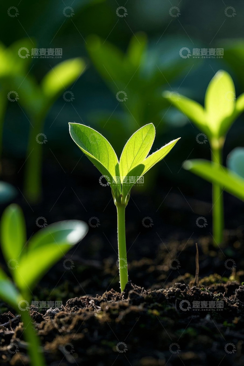 高清大图下载【趣麦麦图】嫩绿幼苗破土生长画面