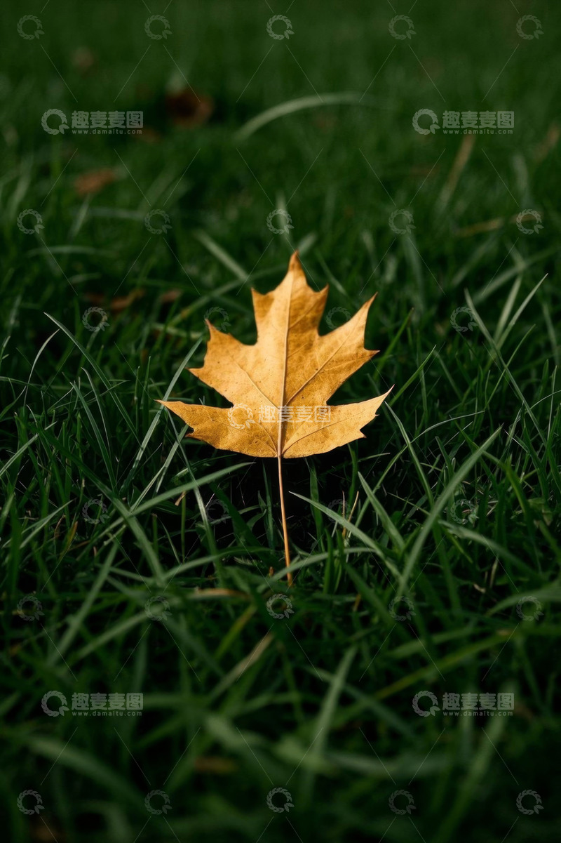 高清大图下载【趣麦麦图】草地上的金黄枫叶