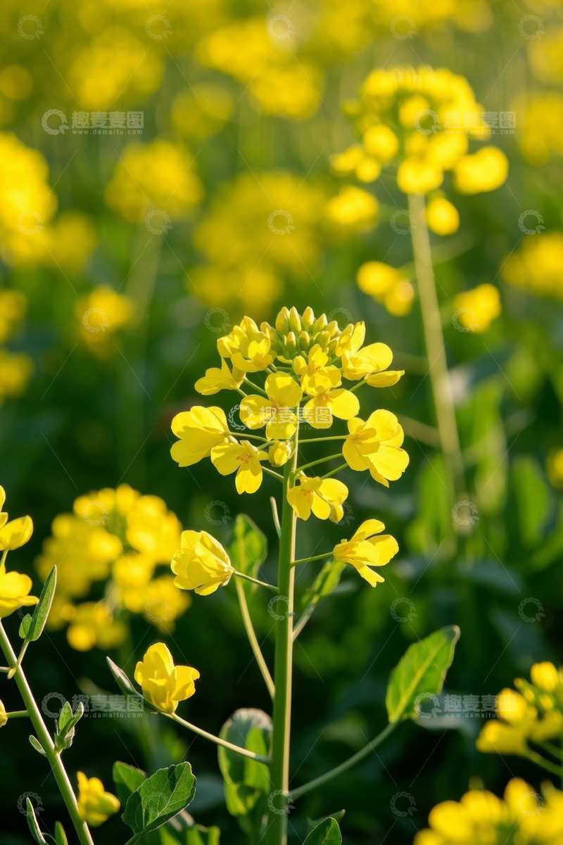 高清大图下载【趣麦麦图】黄色油菜花特写