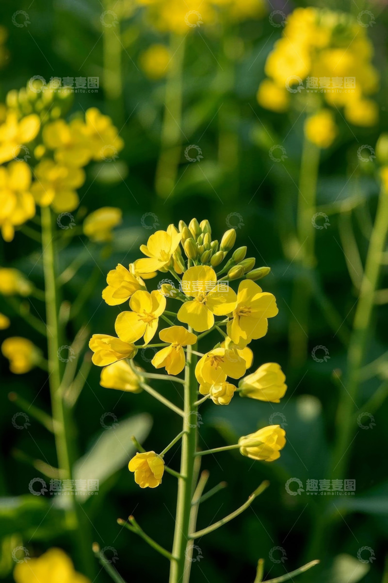 高清大图下载【趣麦麦图】黄色油菜花特写