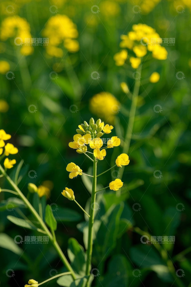 高清大图下载【趣麦麦图】田野中的黄色油菜花