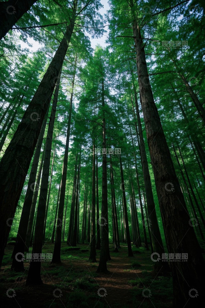 茂密森林高大树木景象