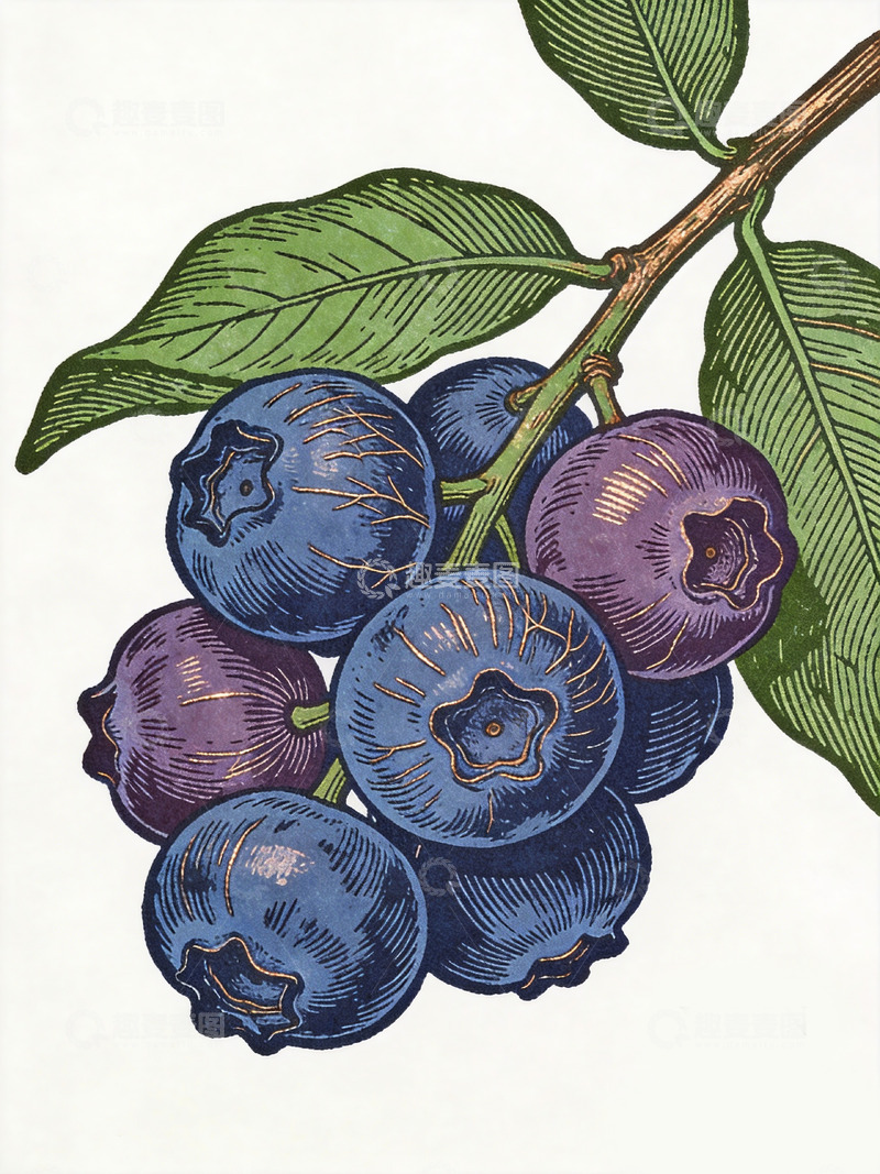 高清大图下载【趣麦麦图】木刻风格蓝莓插画设计素材