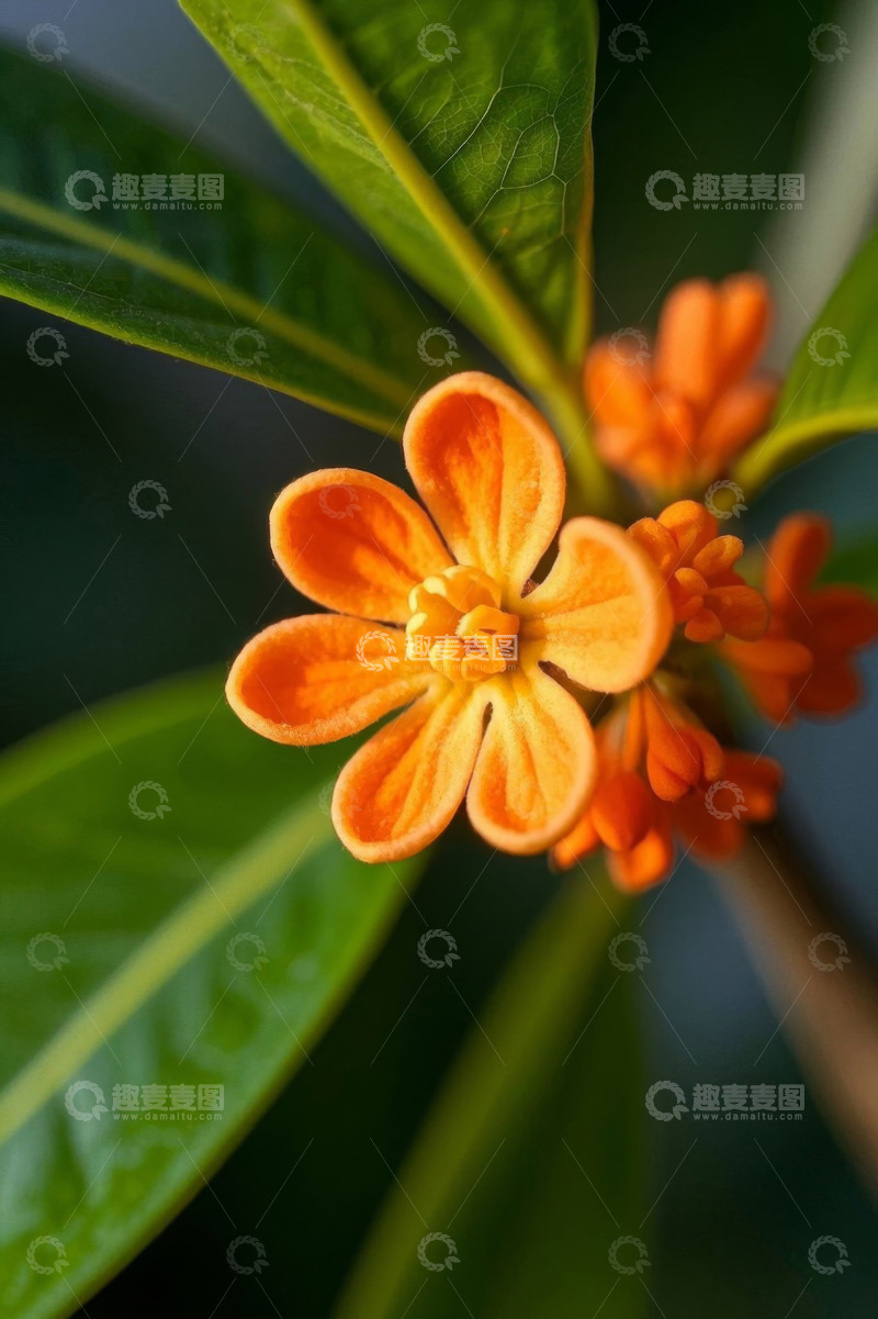 高清大图下载【趣麦麦图】微距特写橙色桂花与绿叶