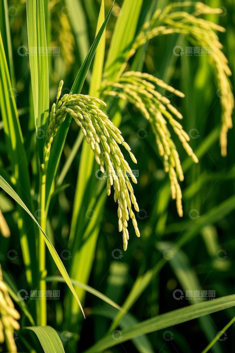 高清大图下载【趣麦麦图】成熟饱满的稻穗特写