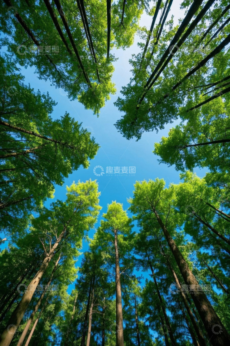 高清大图下载【趣麦麦图】仰视视角下的茂密森林