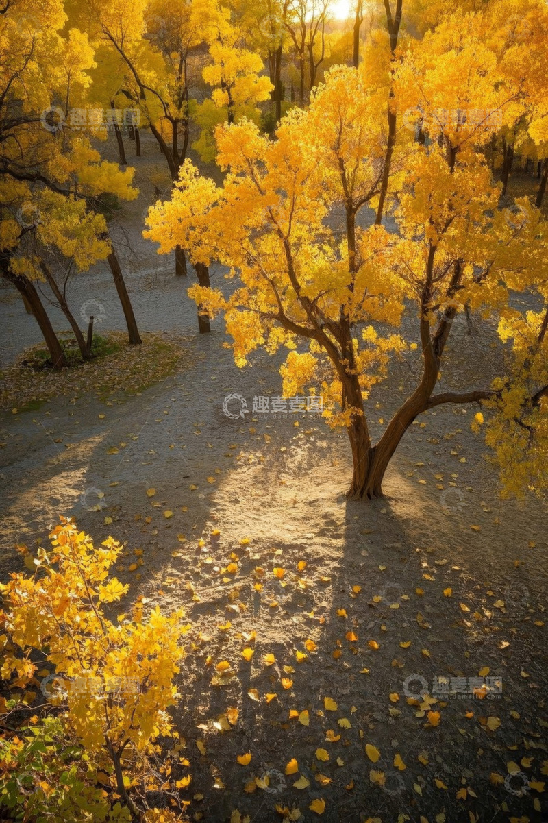 高清大图下载【趣麦麦图】秋日森林金黄树木风景
