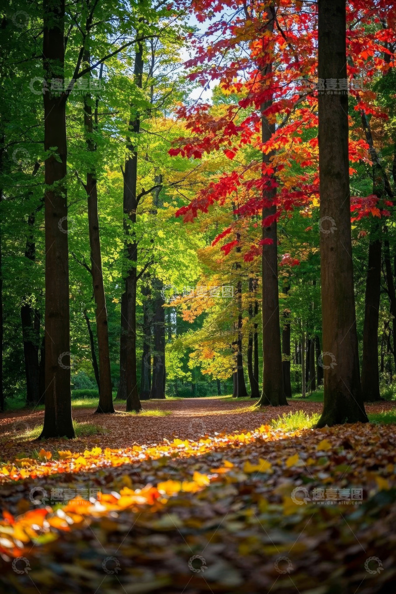 高清大图下载【趣麦麦图】秋日森林斑斓树木风景