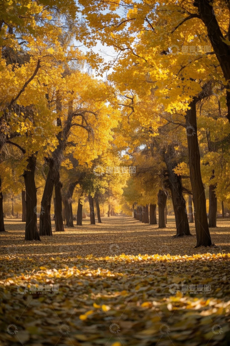 高清大图下载【趣麦麦图】秋日森林金黄色树木景观