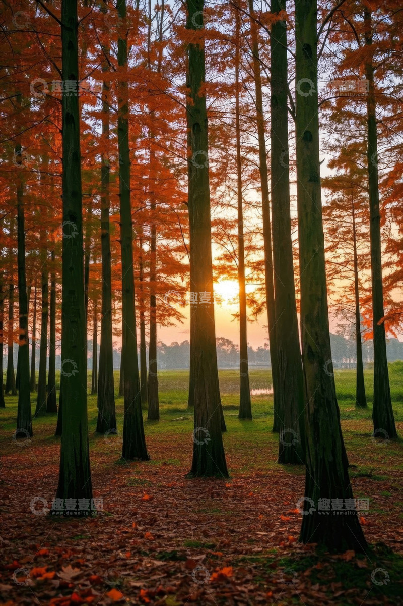 高清大图下载【趣麦麦图】夕阳下的红叶森林风景