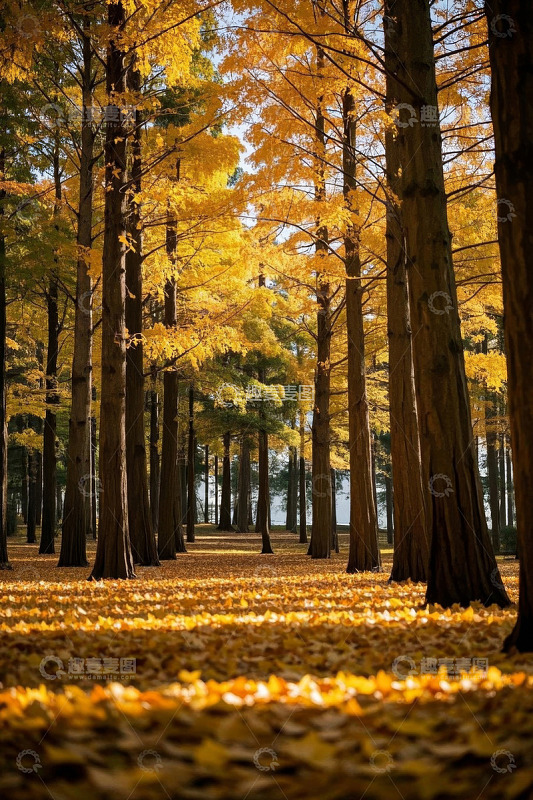 秋日金黄树林美景