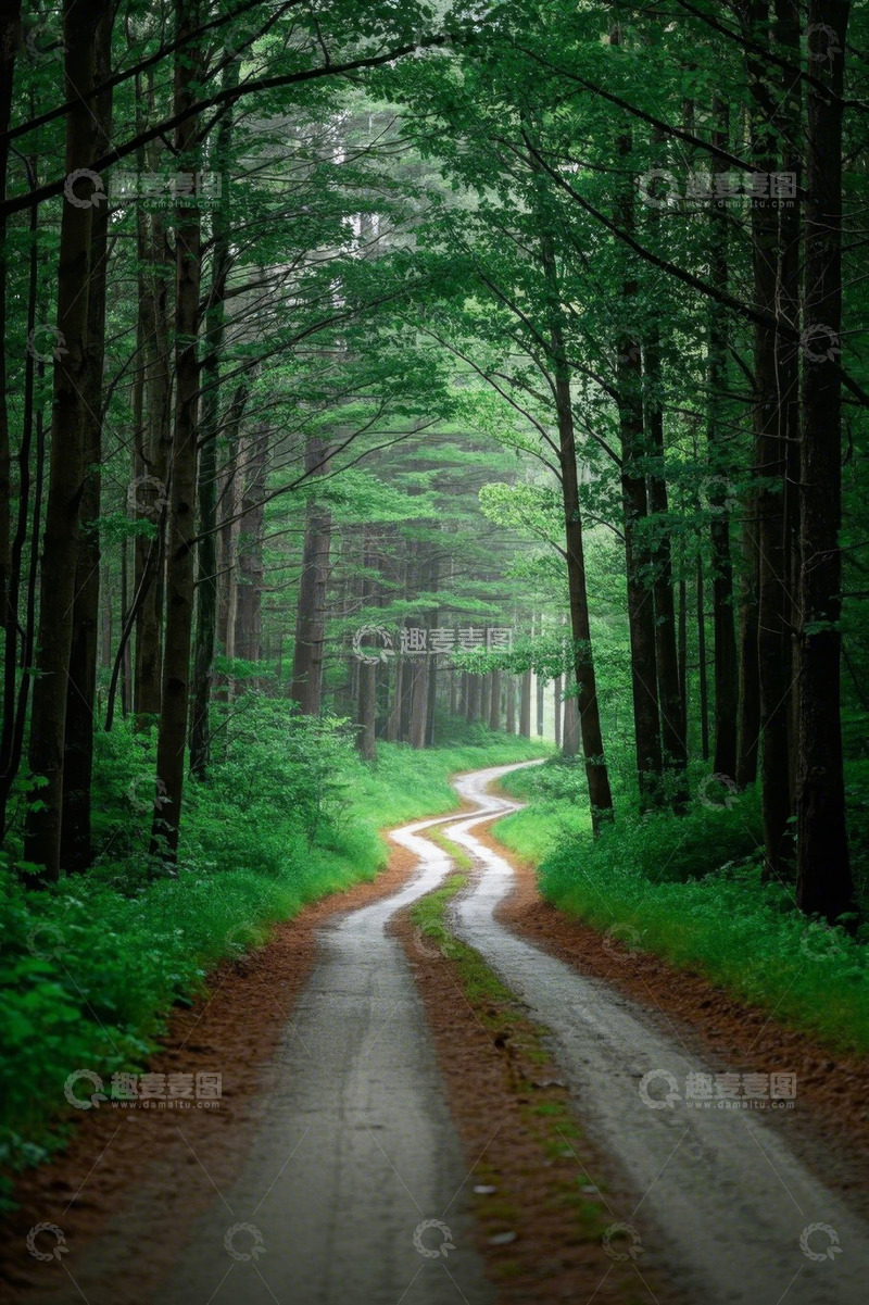 高清大图下载【趣麦麦图】森林中的蜿蜒小路