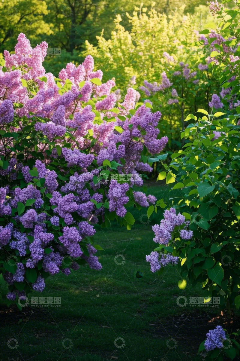 高清大图下载【趣麦麦图】盛开的紫色花丛自然景观