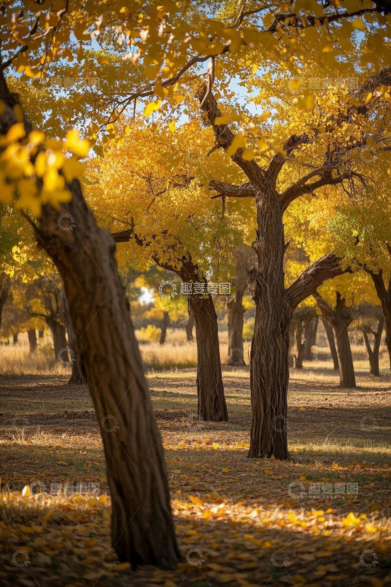 高清大图下载【趣麦麦图】秋日胡杨林自然风光