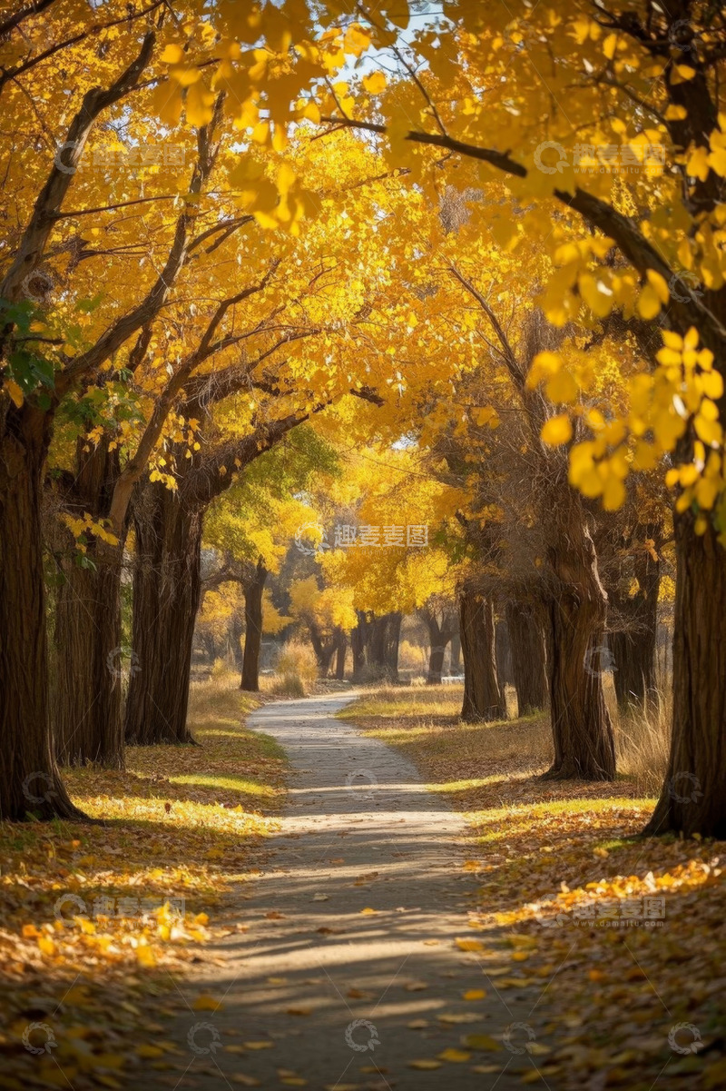 高清大图下载【趣麦麦图】秋日林间黄叶铺地的小路