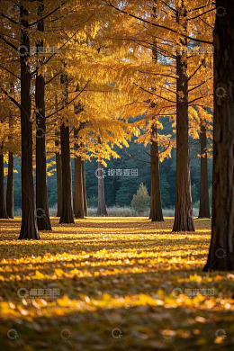 秋日森林金黄树木美景