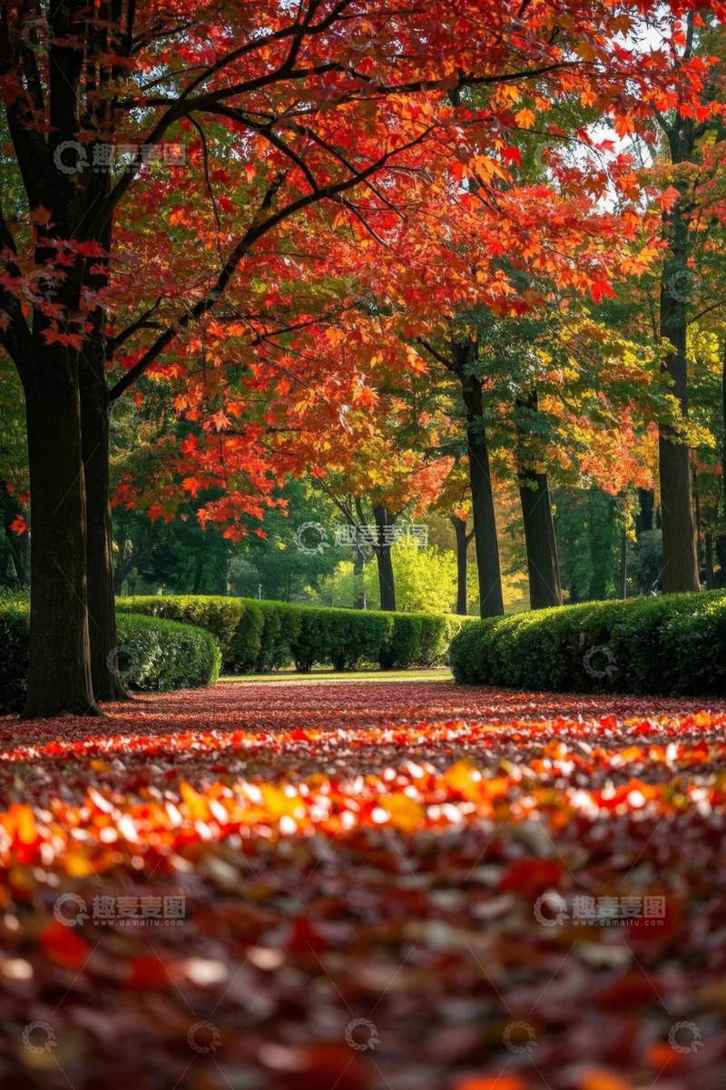 高清大图下载【趣麦麦图】公园内秋日红叶景观