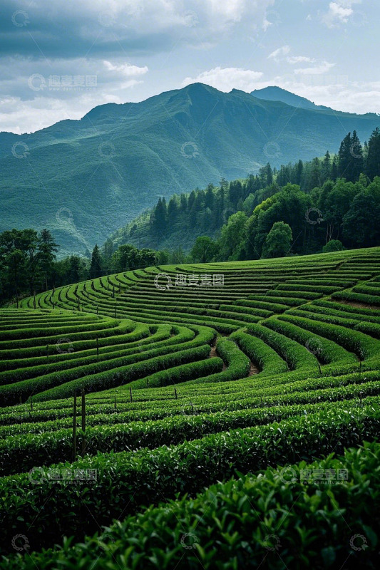 层叠茶田与远山自然风光