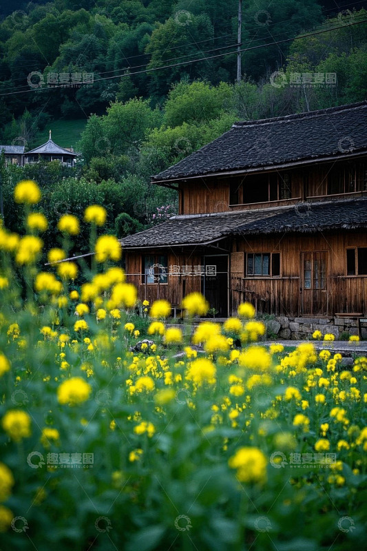 乡村木屋旁的油菜花田景象