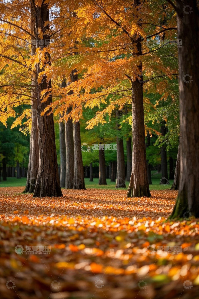 高清大图下载【趣麦麦图】秋日森林落叶树木景观