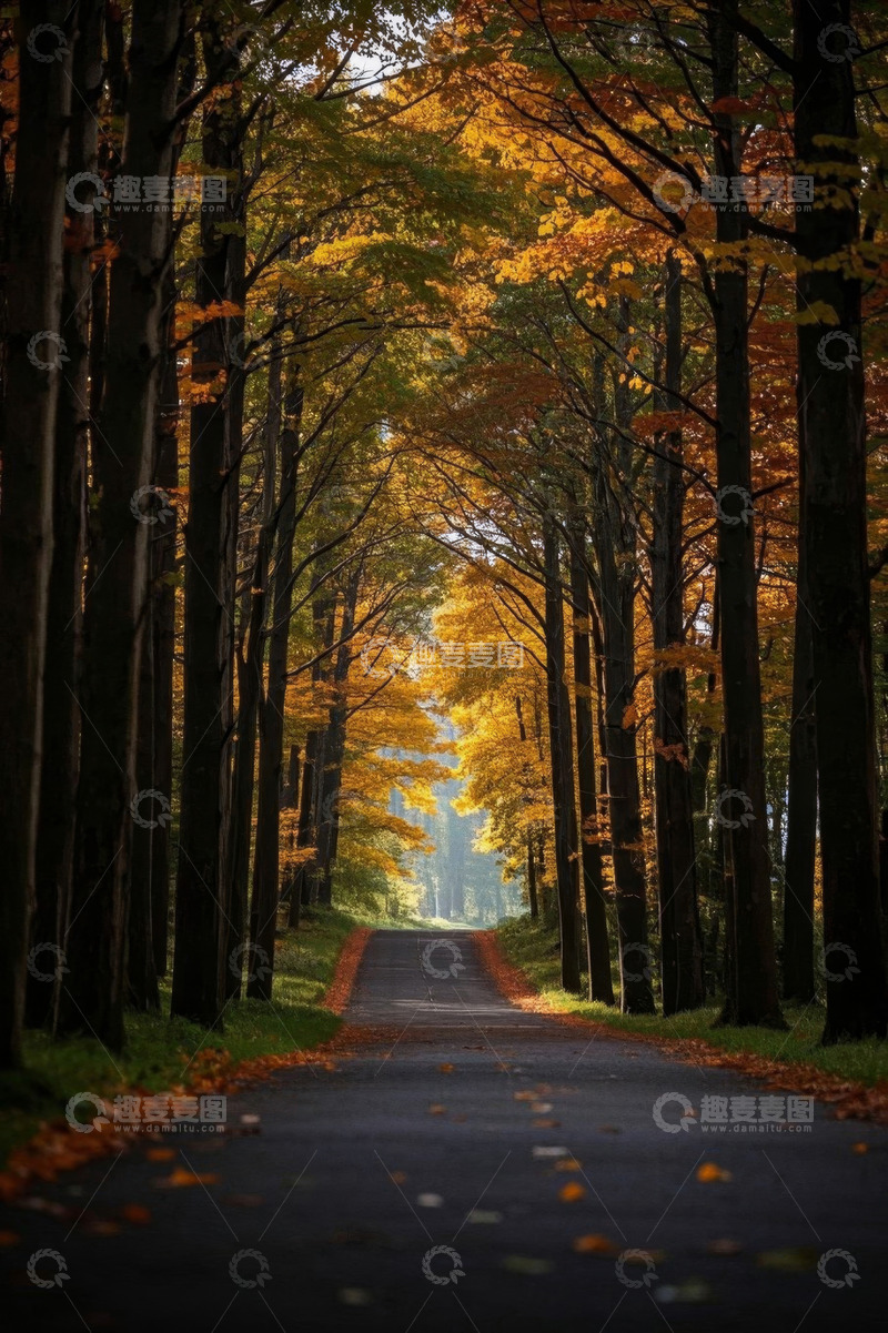 高清大图下载【趣麦麦图】秋日森林中的林荫道路
