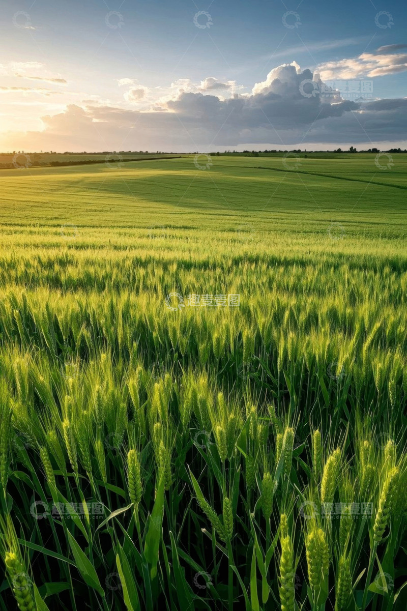 高清大图下载【趣麦麦图】广阔麦田与天空风景