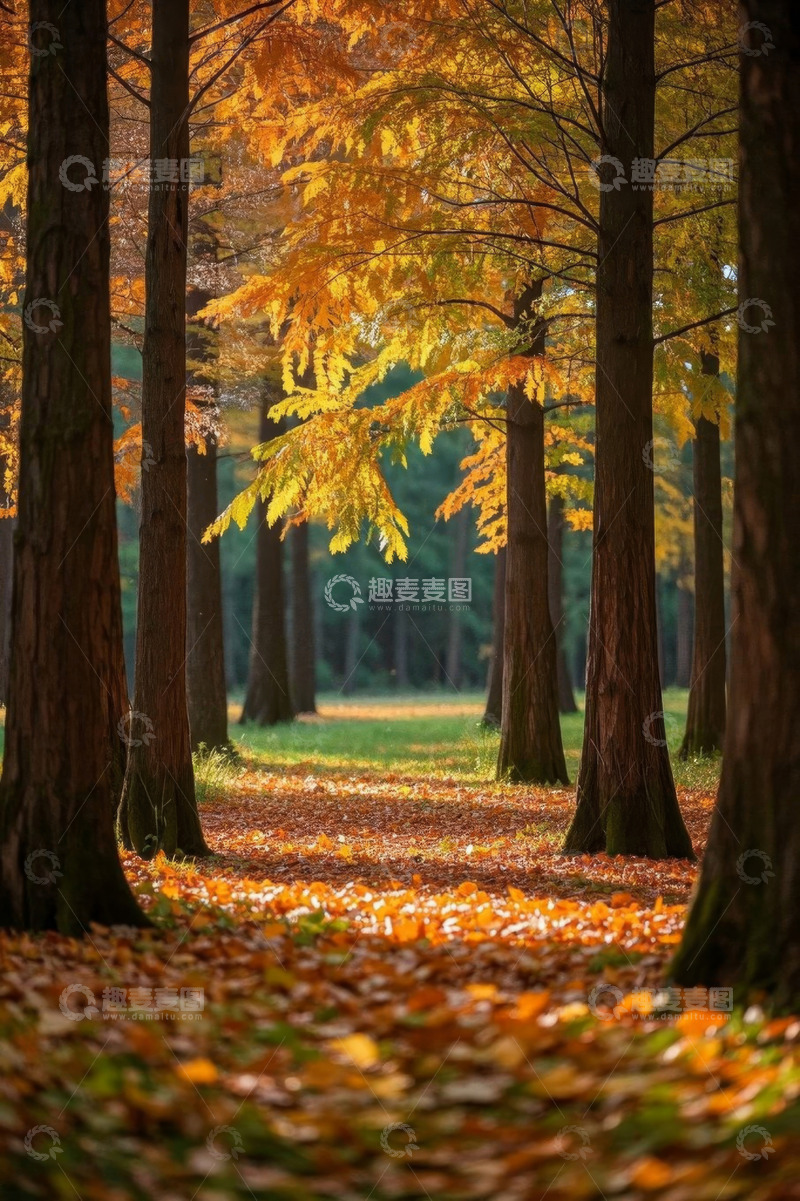 高清大图下载【趣麦麦图】秋日森林落叶美景