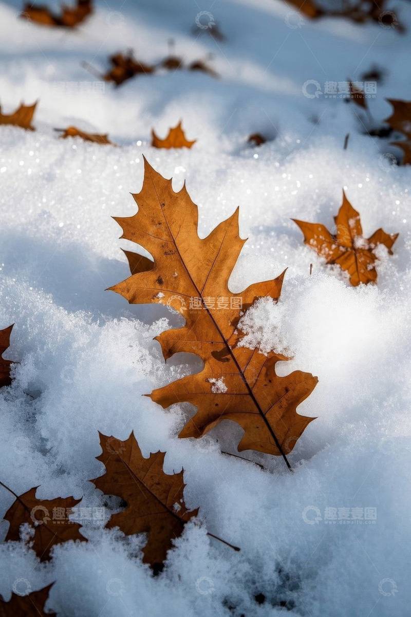 高清大图下载【趣麦麦图】雪地上的枯黄落叶