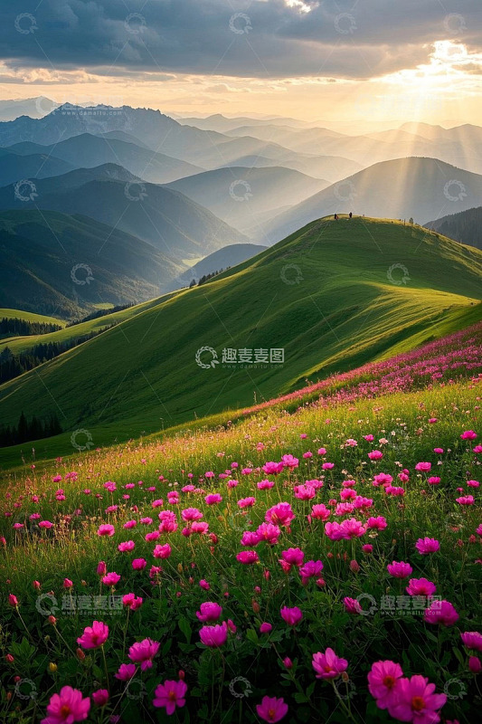 山间花海与起伏山峦美景