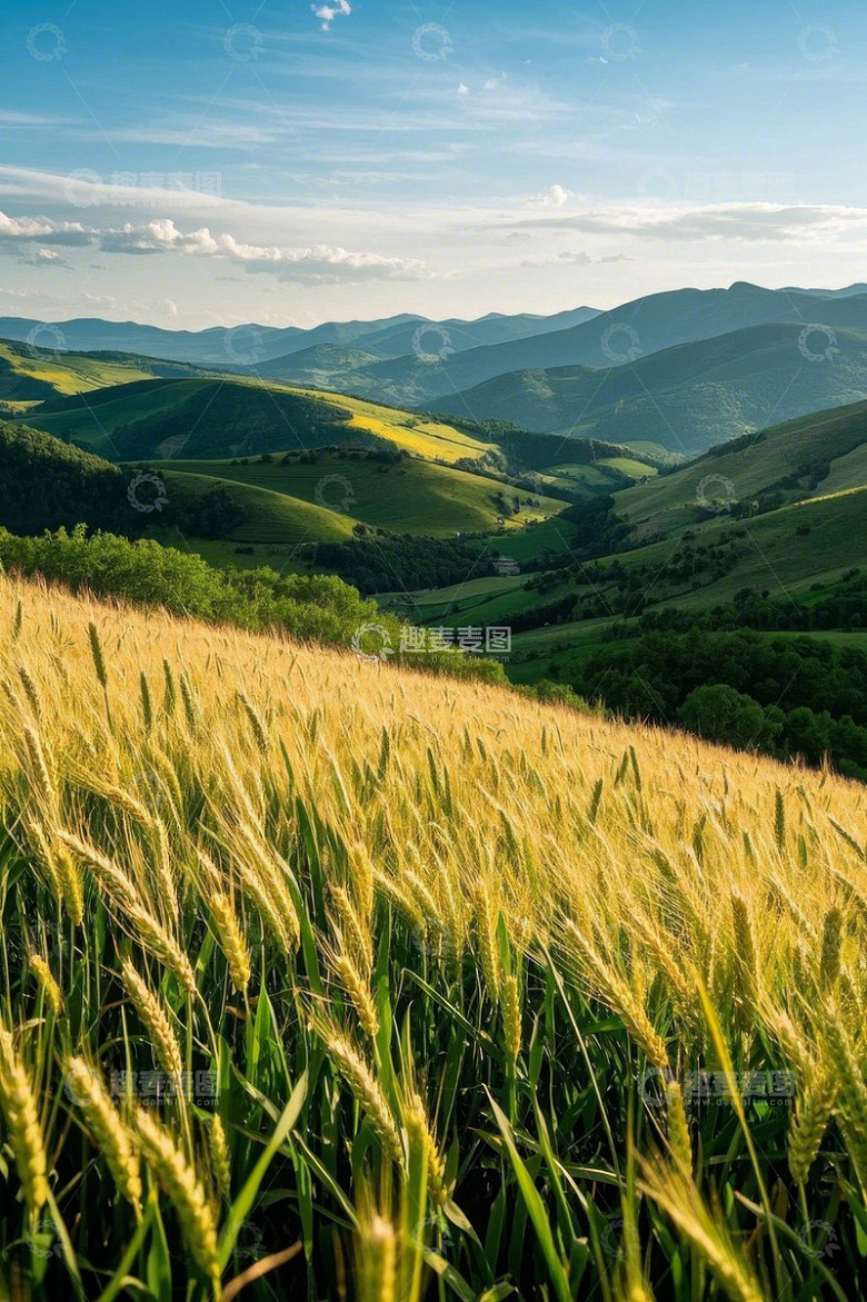 田野麦浪与远处山峦风景