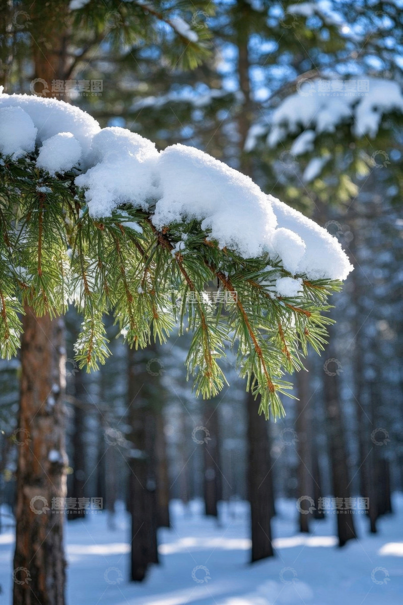 高清大图下载【趣麦麦图】积雪覆盖的松树枝与森林景象
