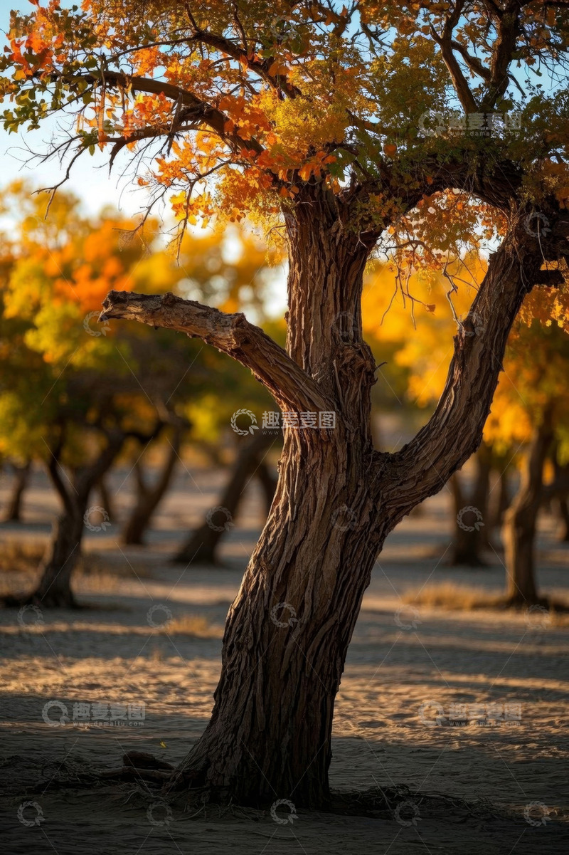 高清大图下载【趣麦麦图】胡杨林秋日单株树木景致