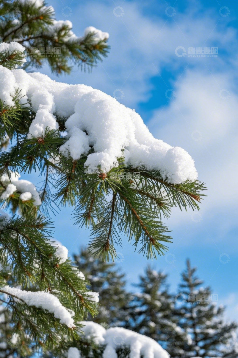 高清大图下载【趣麦麦图】积雪覆盖的松树枝条