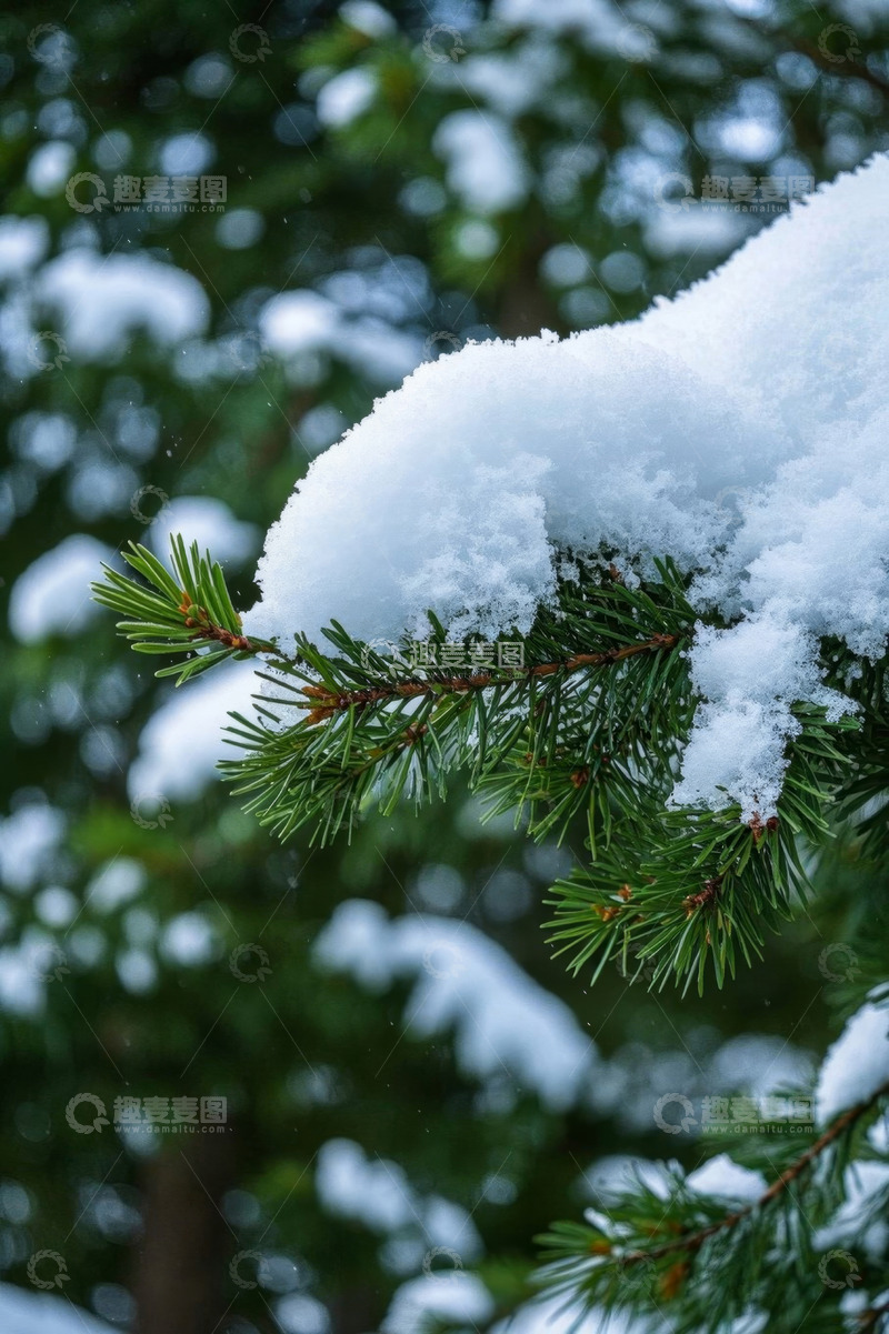 高清大图下载【趣麦麦图】积雪覆盖的绿色松树枝条