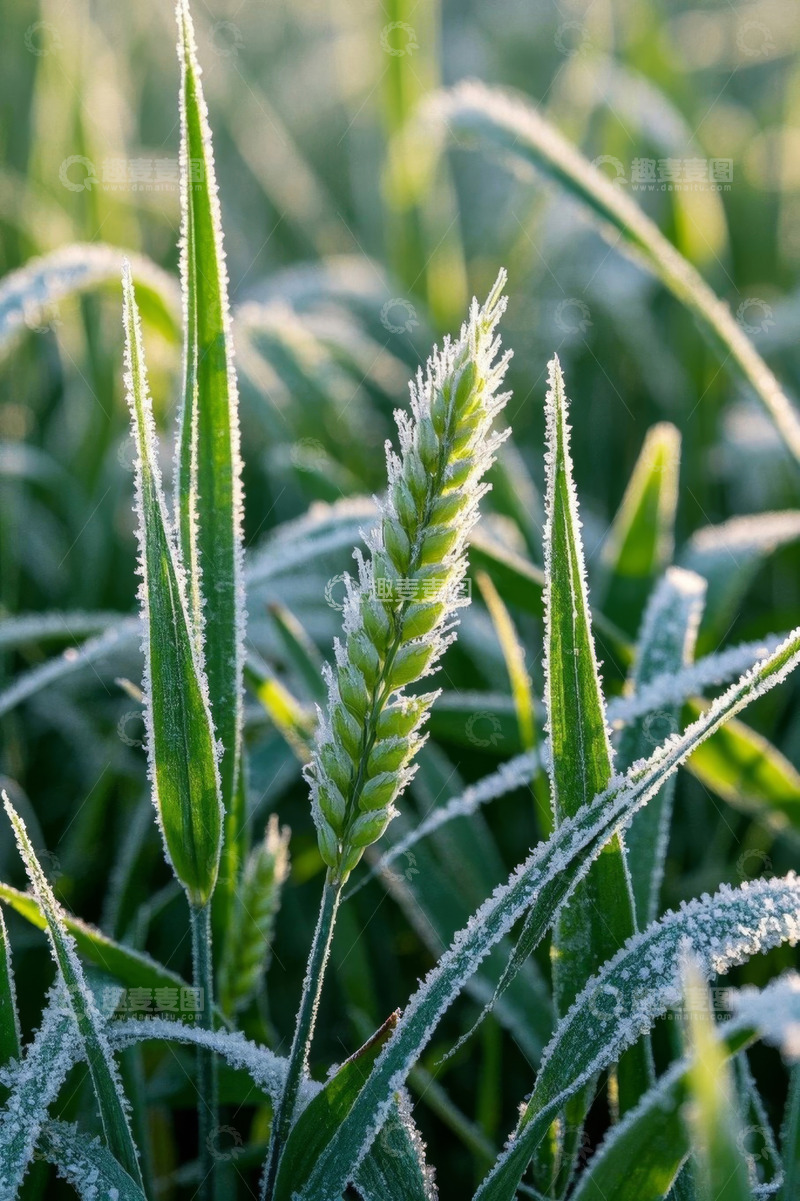 高清大图下载【趣麦麦图】覆霜小麦特写