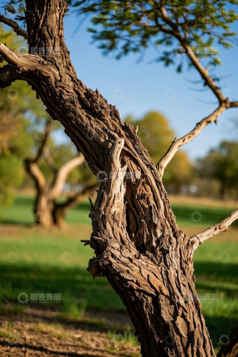 高清大图下载【趣麦麦图】户外老树特写
