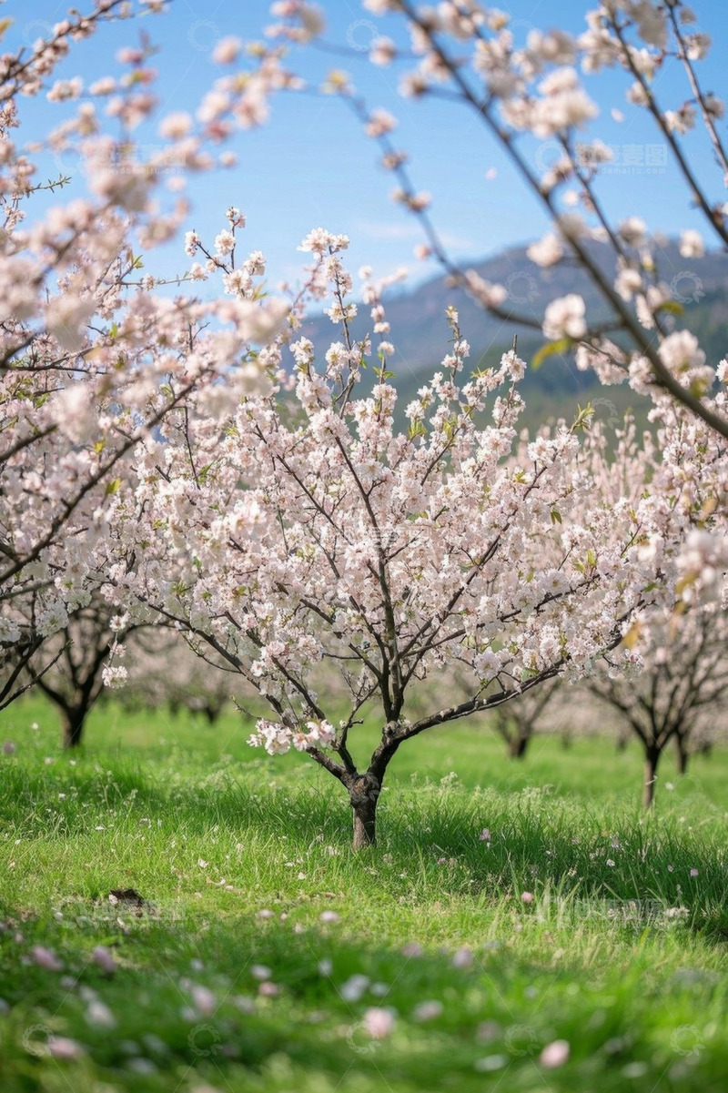 高清大图下载【趣麦麦图】盛开的樱花树与草地风景