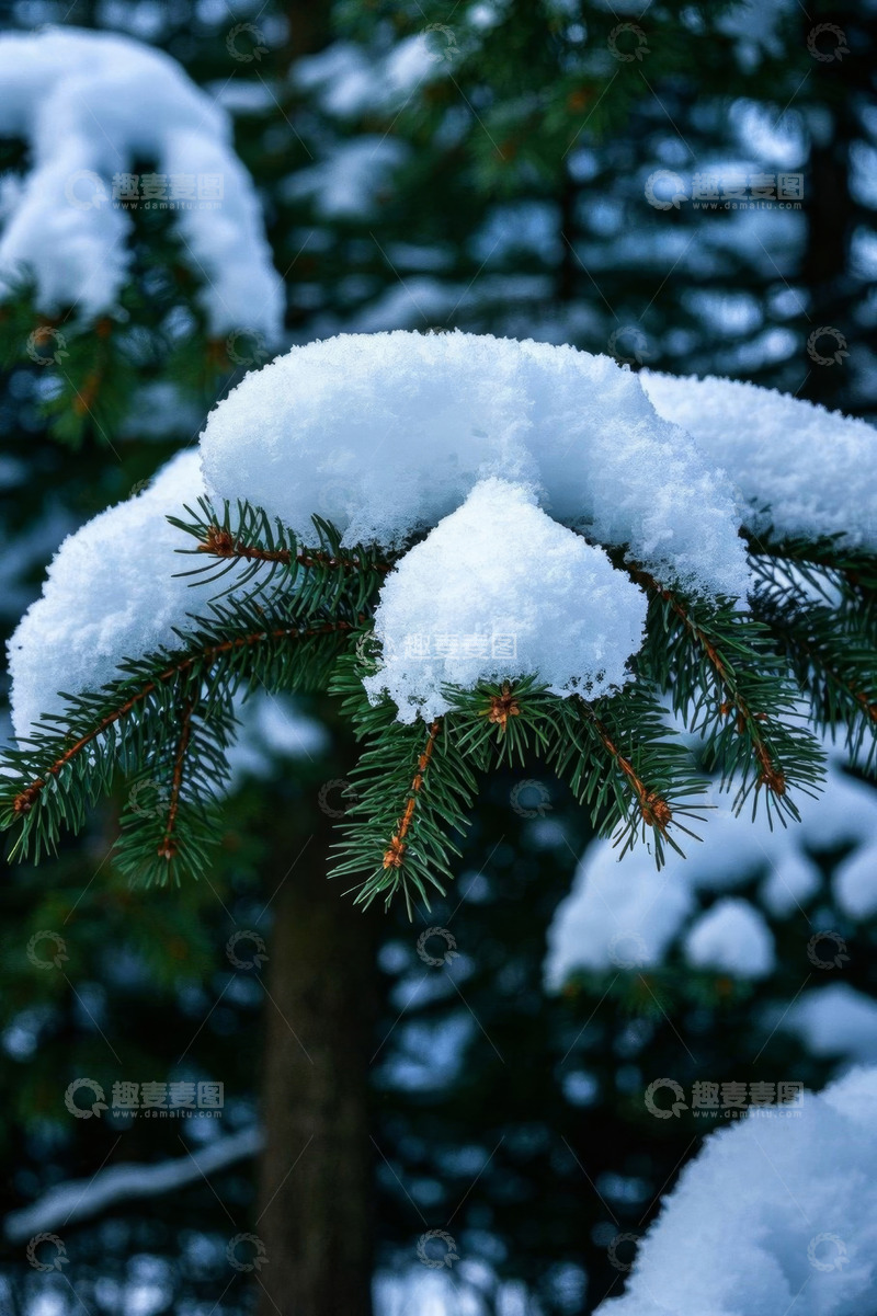 高清大图下载【趣麦麦图】积雪覆盖的松树枝特写