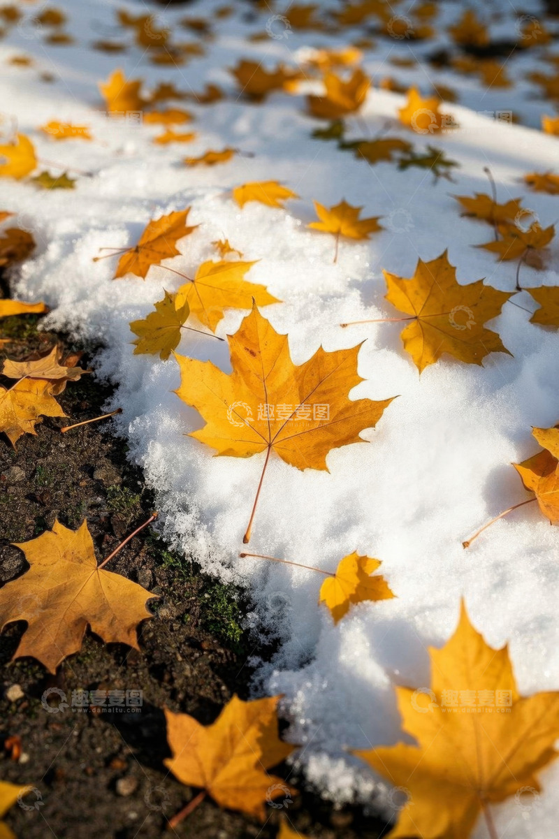 高清大图下载【趣麦麦图】雪地上散落的黄色枫叶