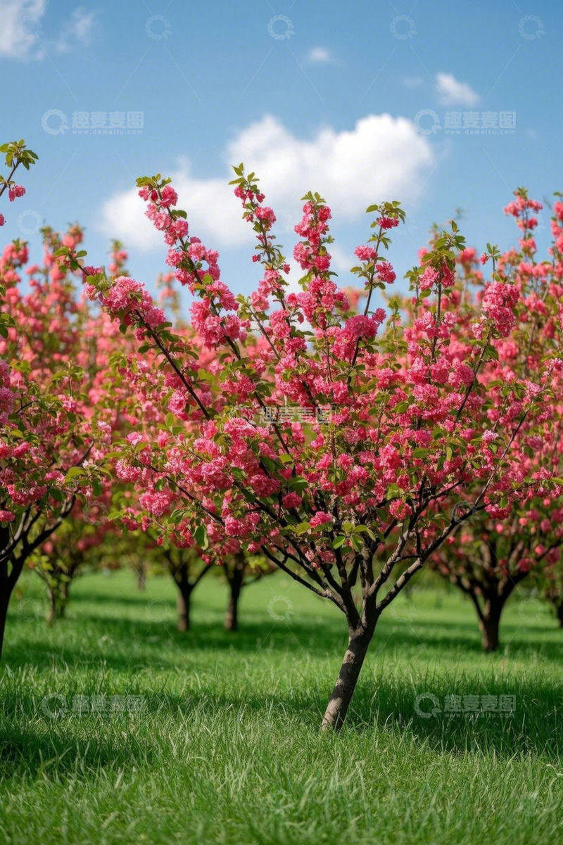 高清大图下载【趣麦麦图】草地盛开的粉色樱花树
