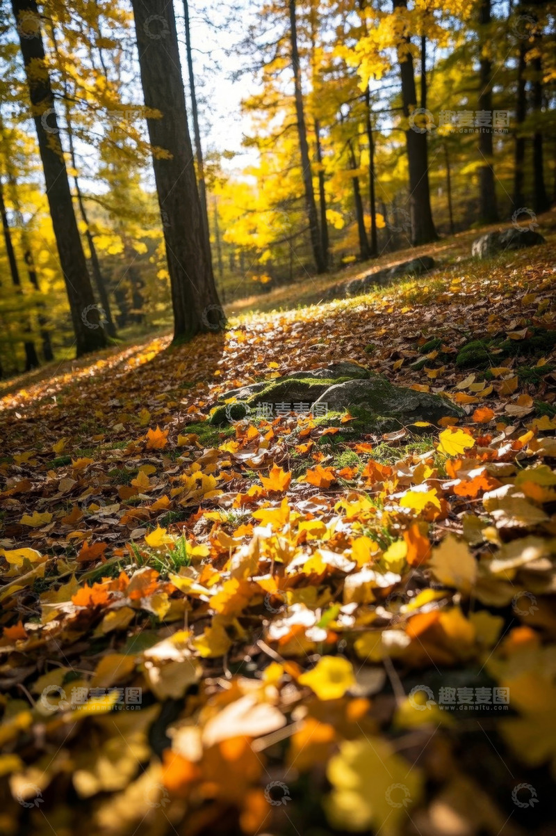 高清大图下载【趣麦麦图】秋日森林落叶景观