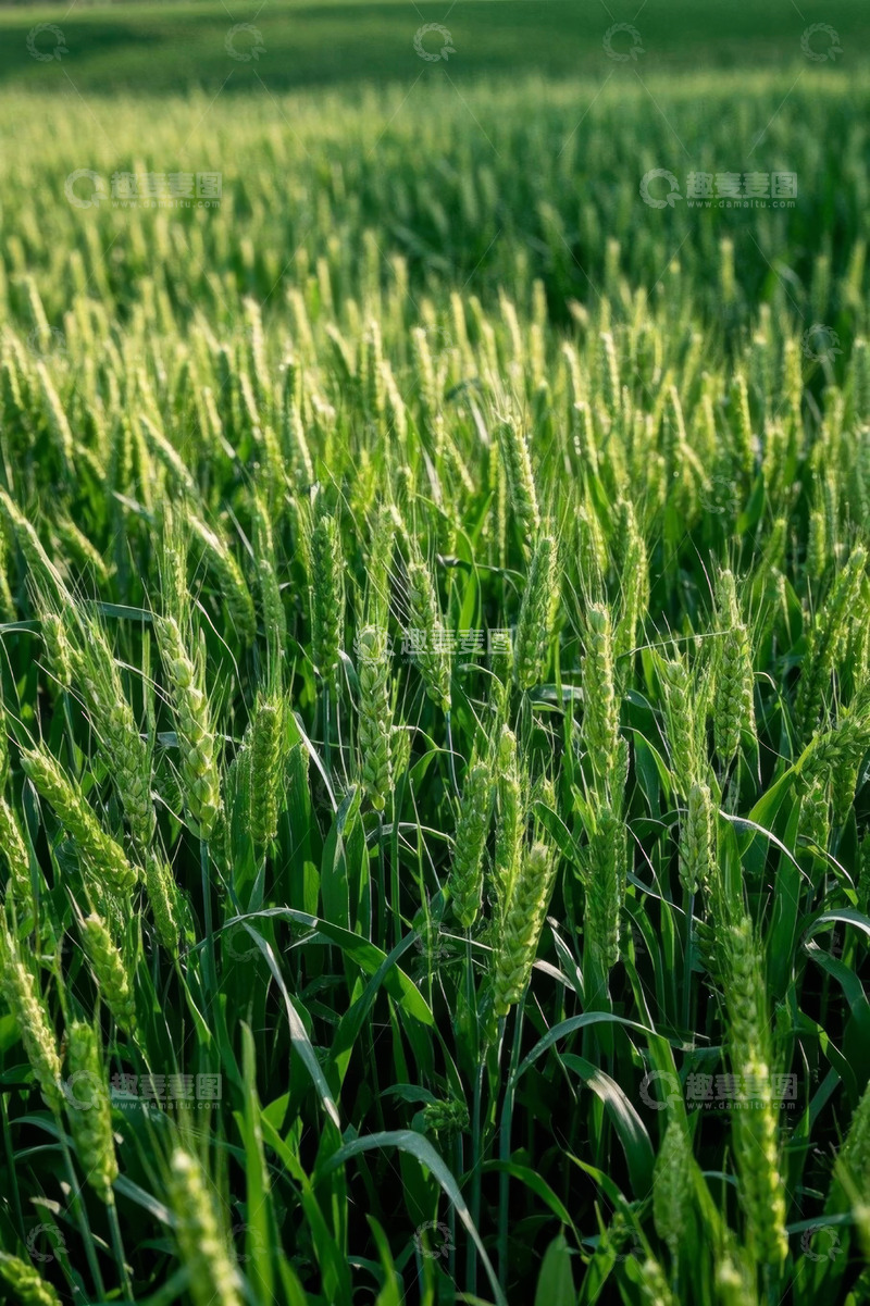 高清大图下载【趣麦麦图】绿色麦田农作物景象