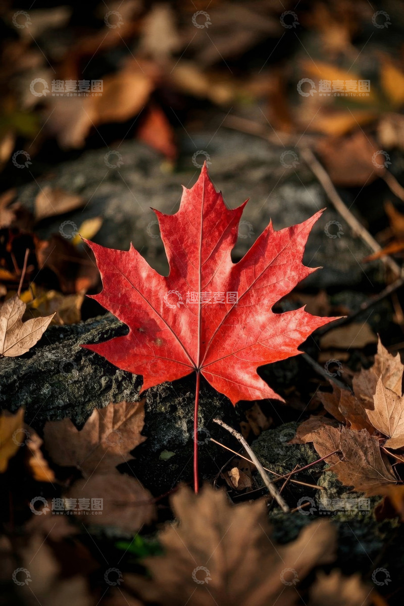 高清大图下载【趣麦麦图】红色枫叶与落叶特写