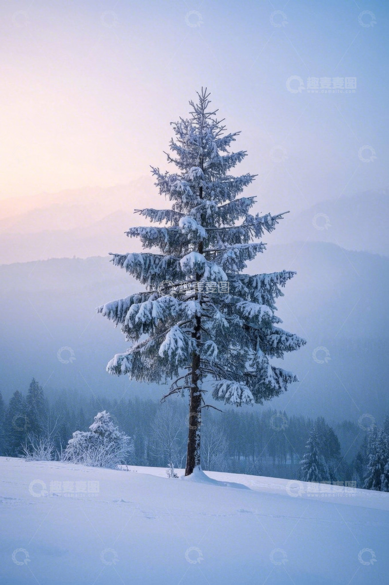 高清大图下载【趣麦麦图】雪地中覆雪的挺拔松树