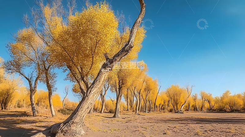 高清大图下载【趣麦麦图】金秋胡杨林风光摄影
