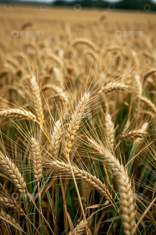 成熟的小麦田近景