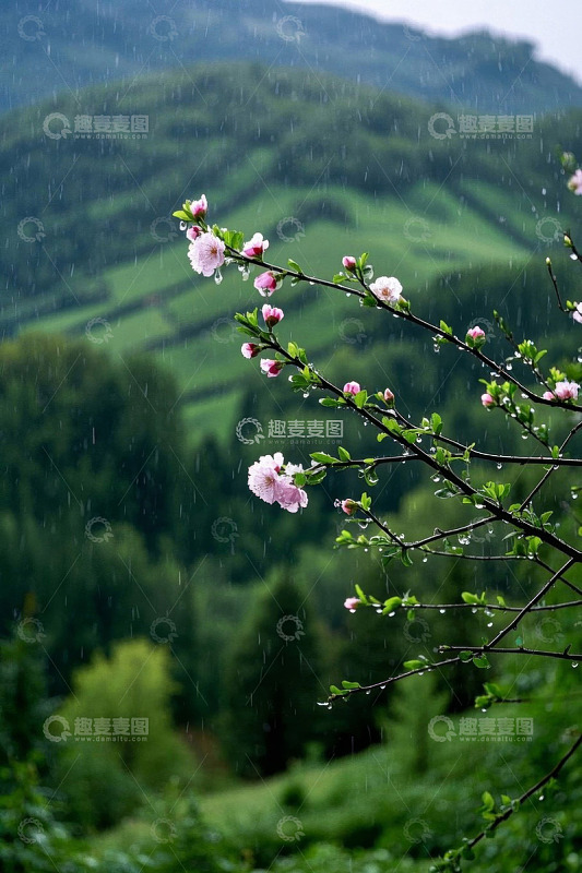 雨中绽放的山间粉色花枝
