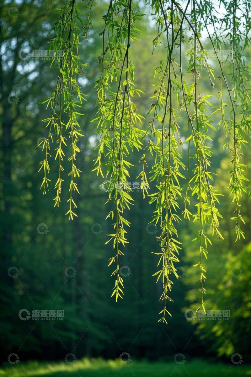 高清大图下载【趣麦麦图】垂柳绿植自然风光景致